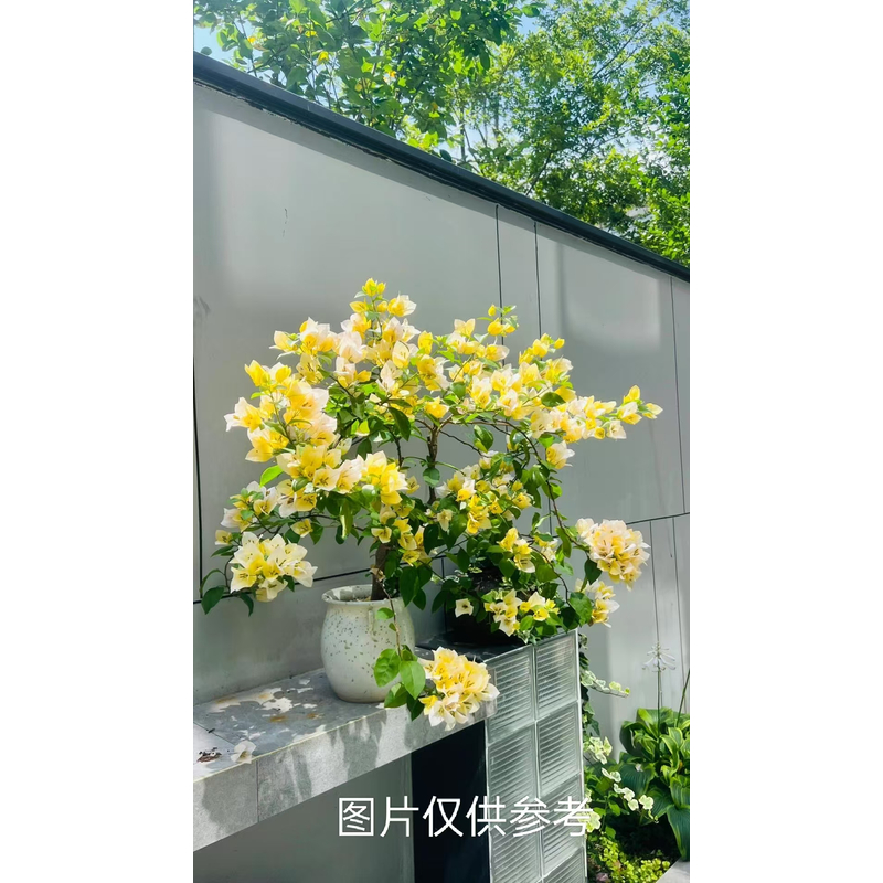 【苏瓦娜】【包售后一个月】【包对版】三角梅四季开花爬藤飘枝好养护