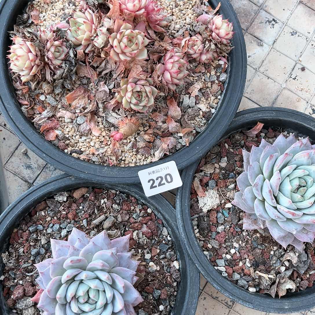 阿雅园艺。    脱土发220