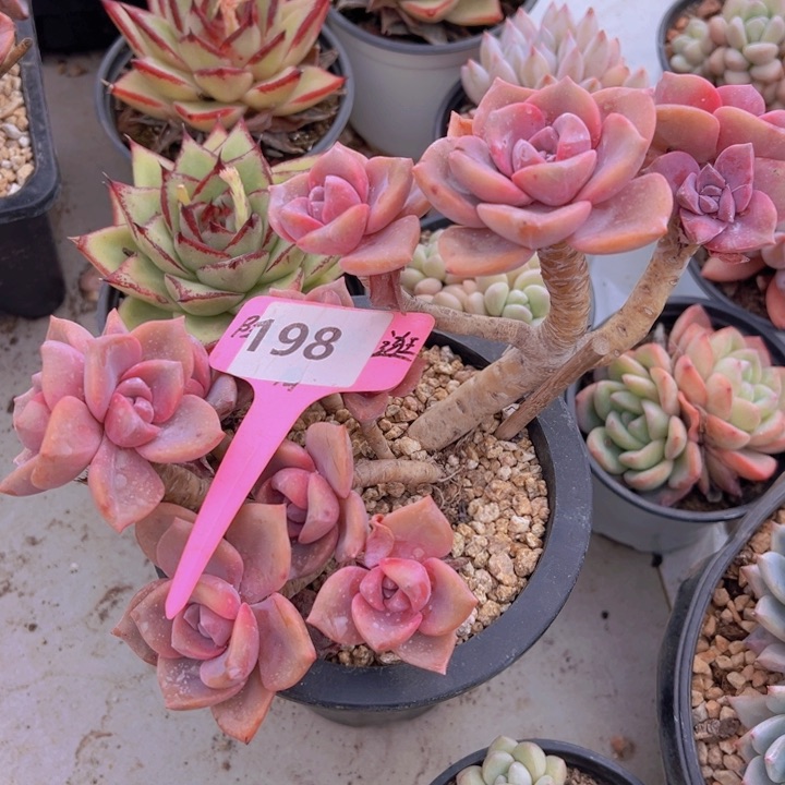 健健康康平平安安