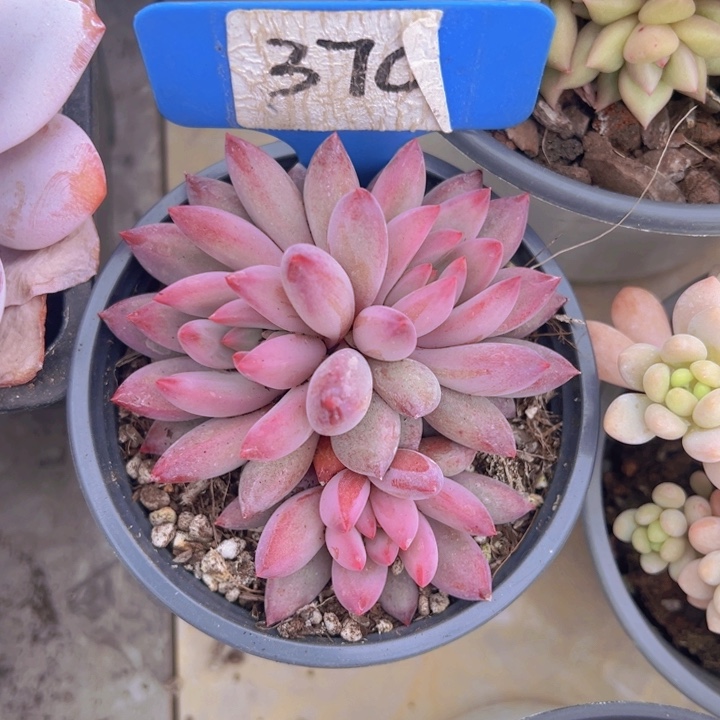 健健康康平平安安