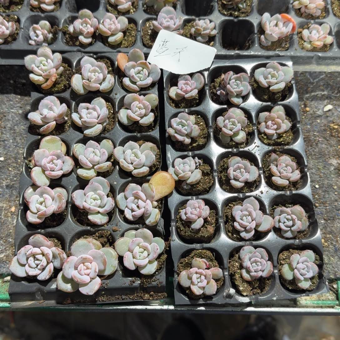 蓝天一物一拍专拍