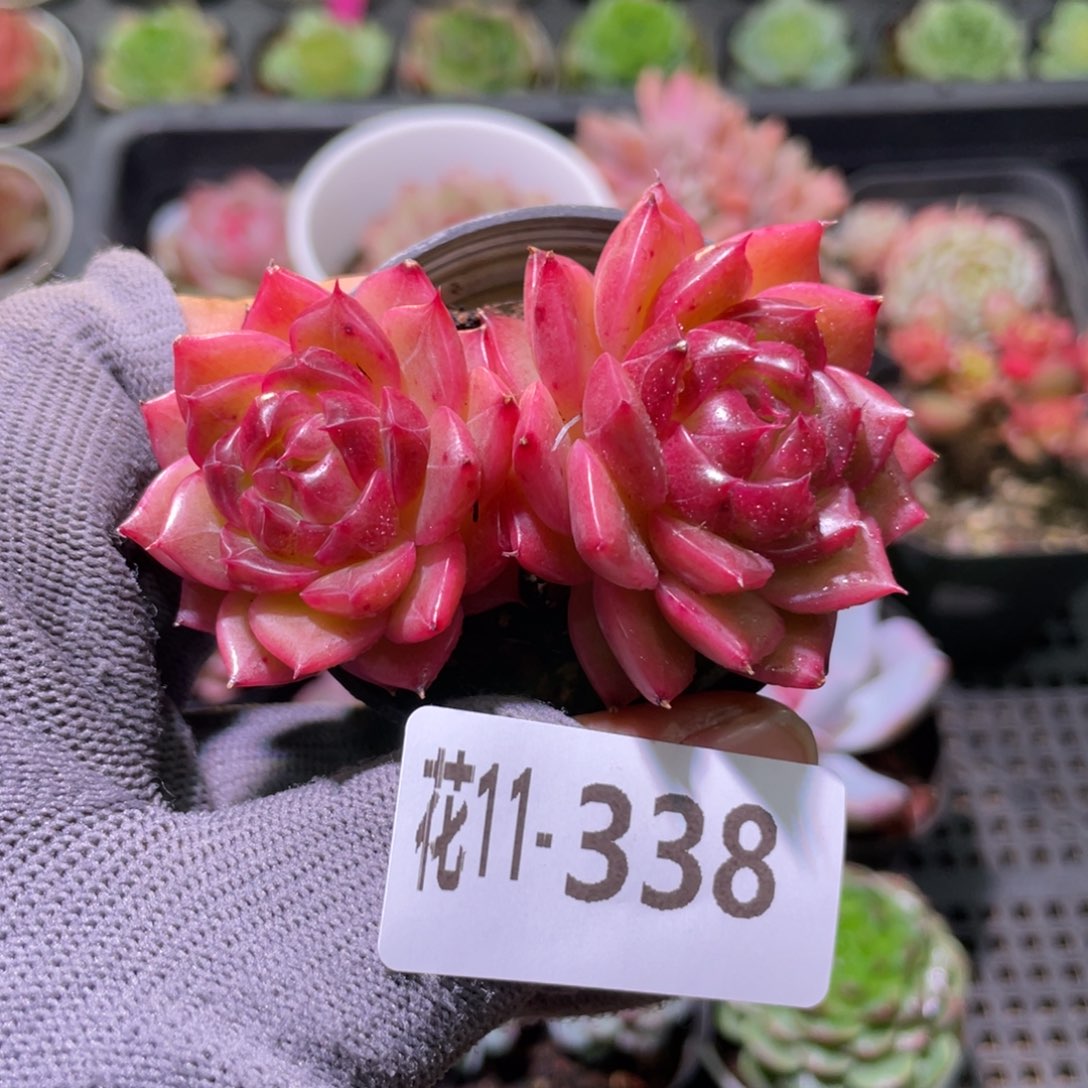 花利美11-338海王