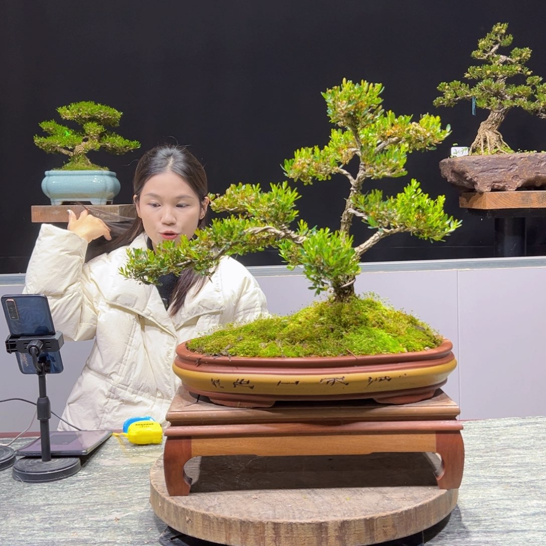 黄杨盆景老桩四季长青