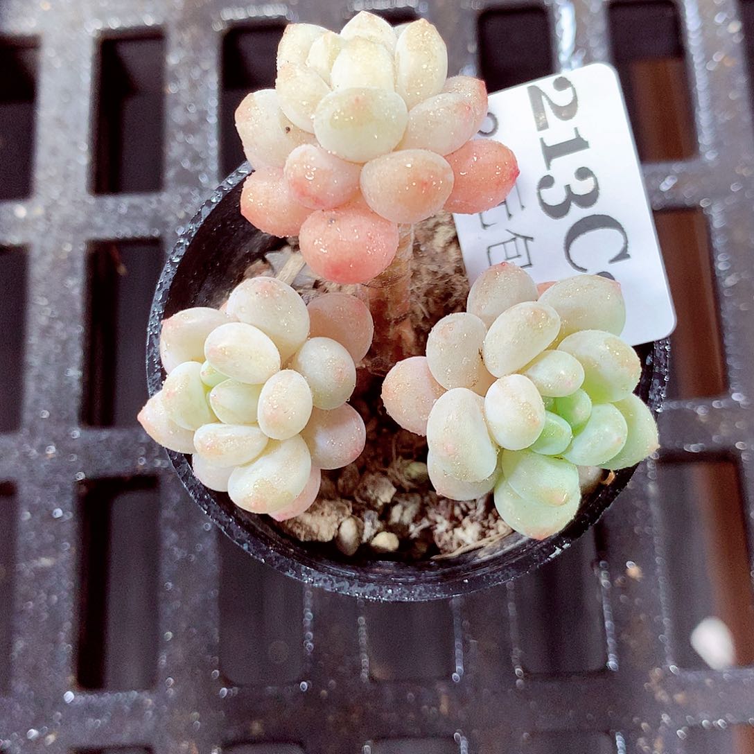 5厘米盆精控多肉213