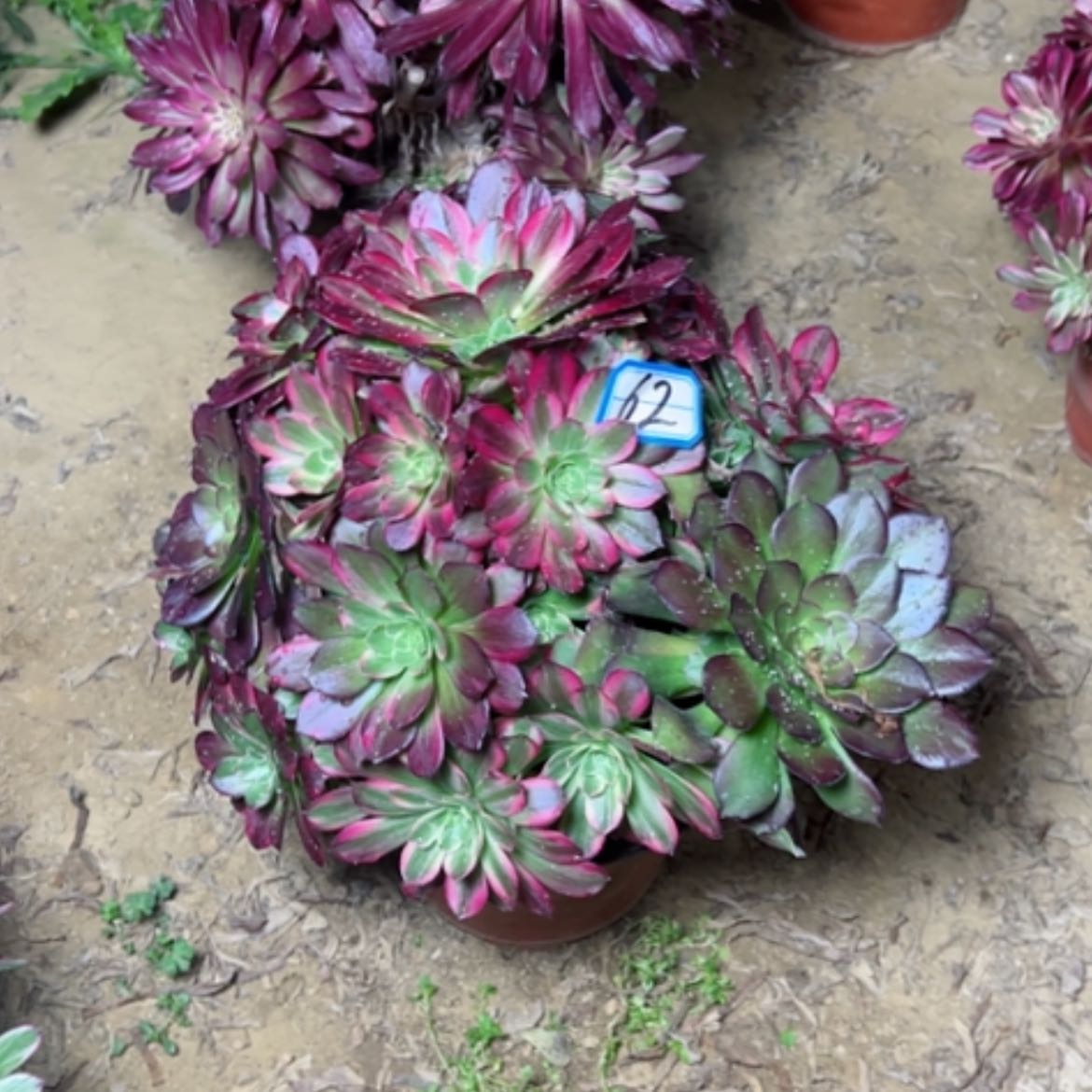 【闪购商品】多肉植物安娜62