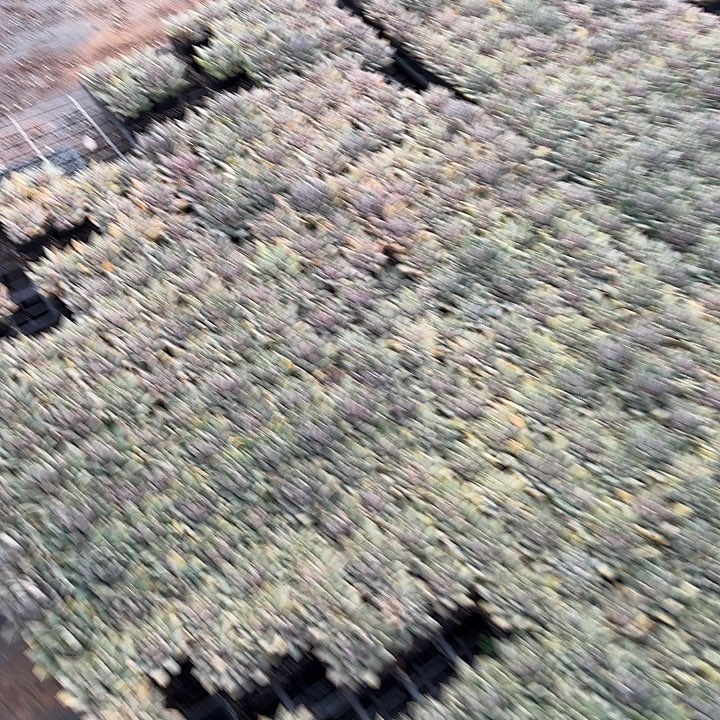 丝***林七号箱子一箱子多肉量拍29-78