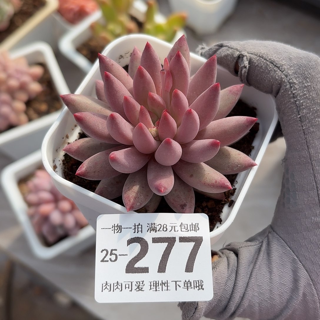 金鱼姬无盆土发货无