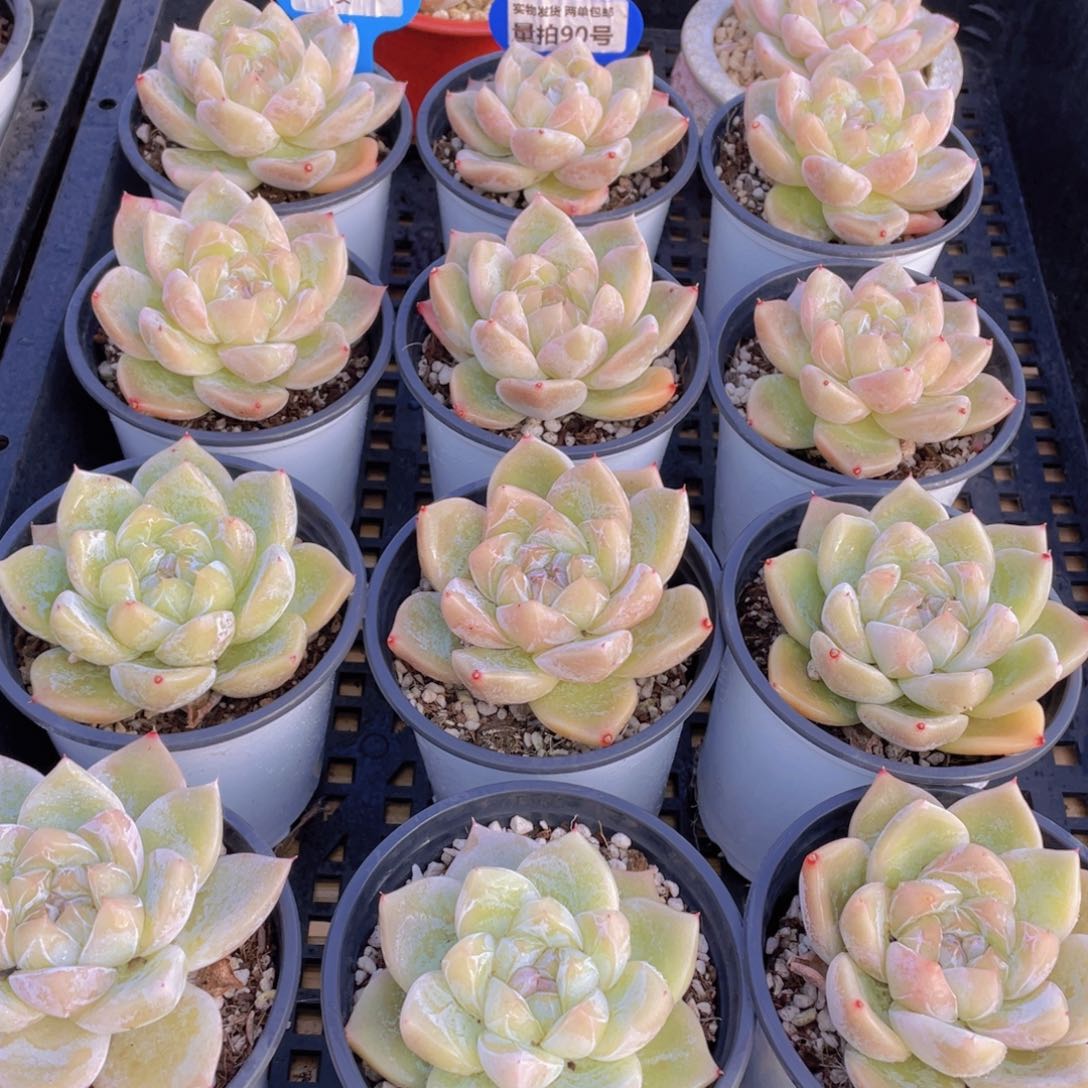 量拍90号 白泽母本大单头一个