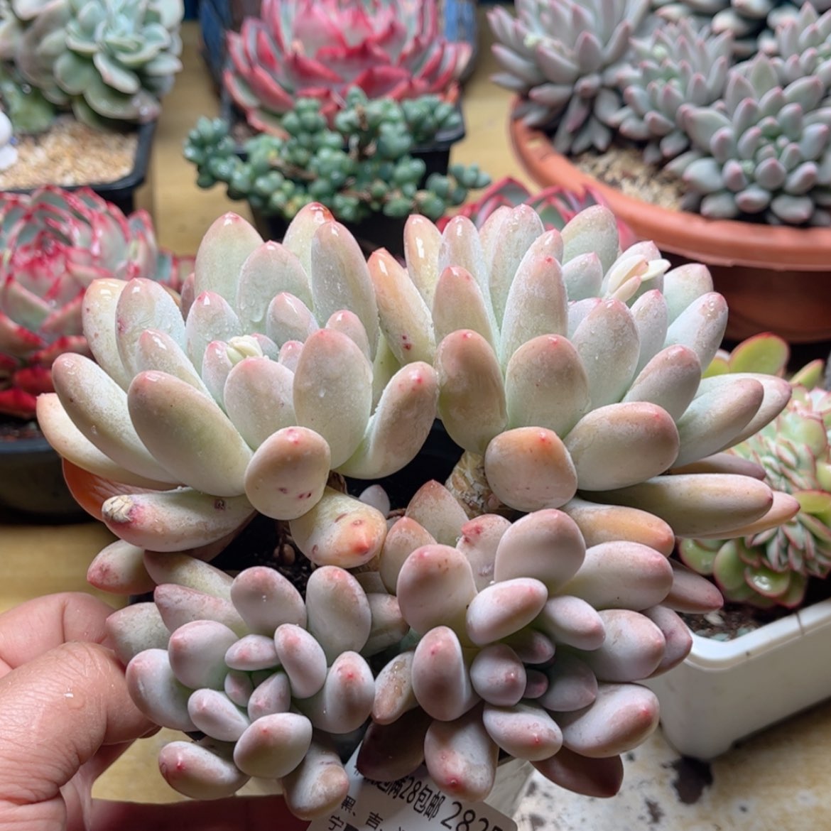 【闪购商品】2825香水