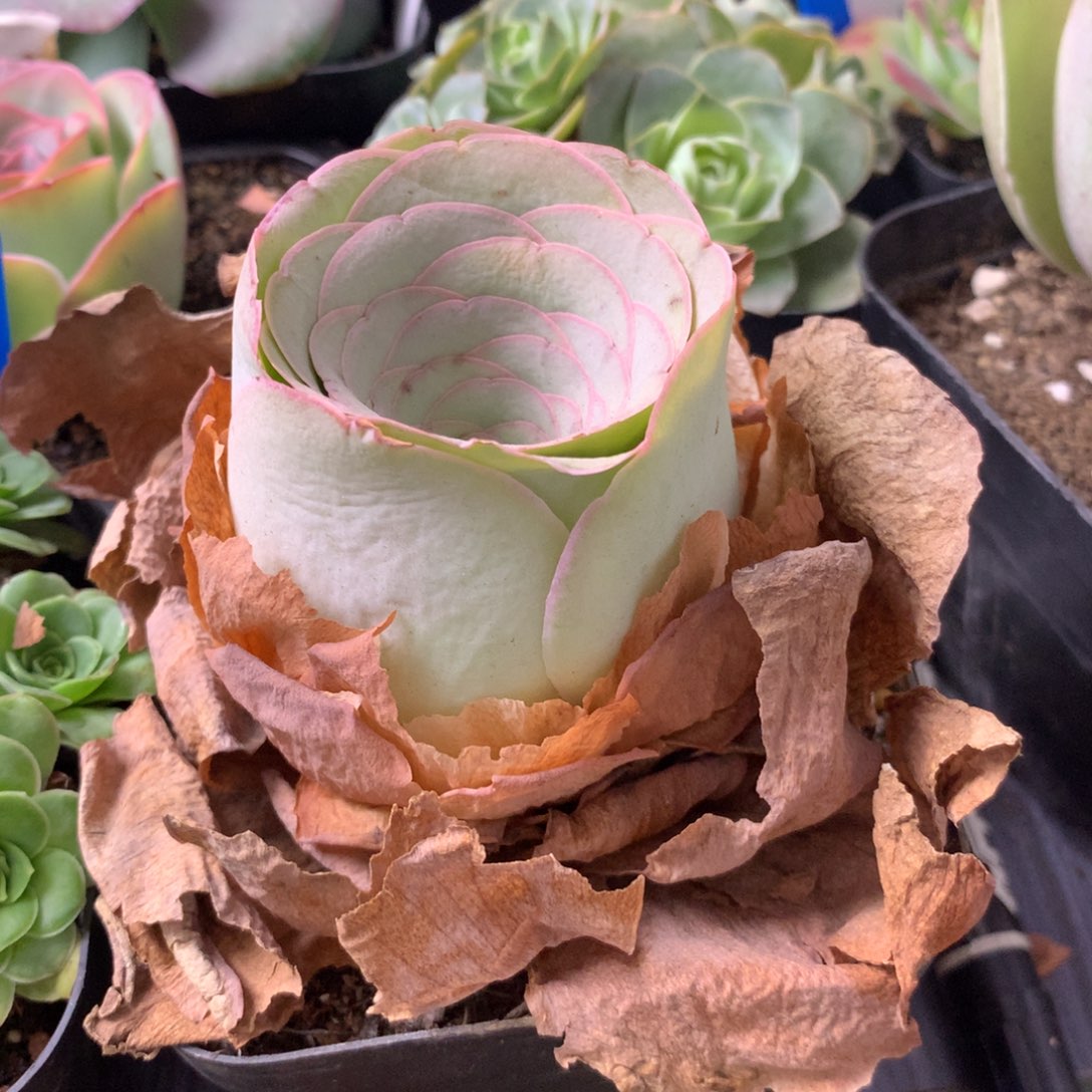 不***缘一物一拍星辰随单福利