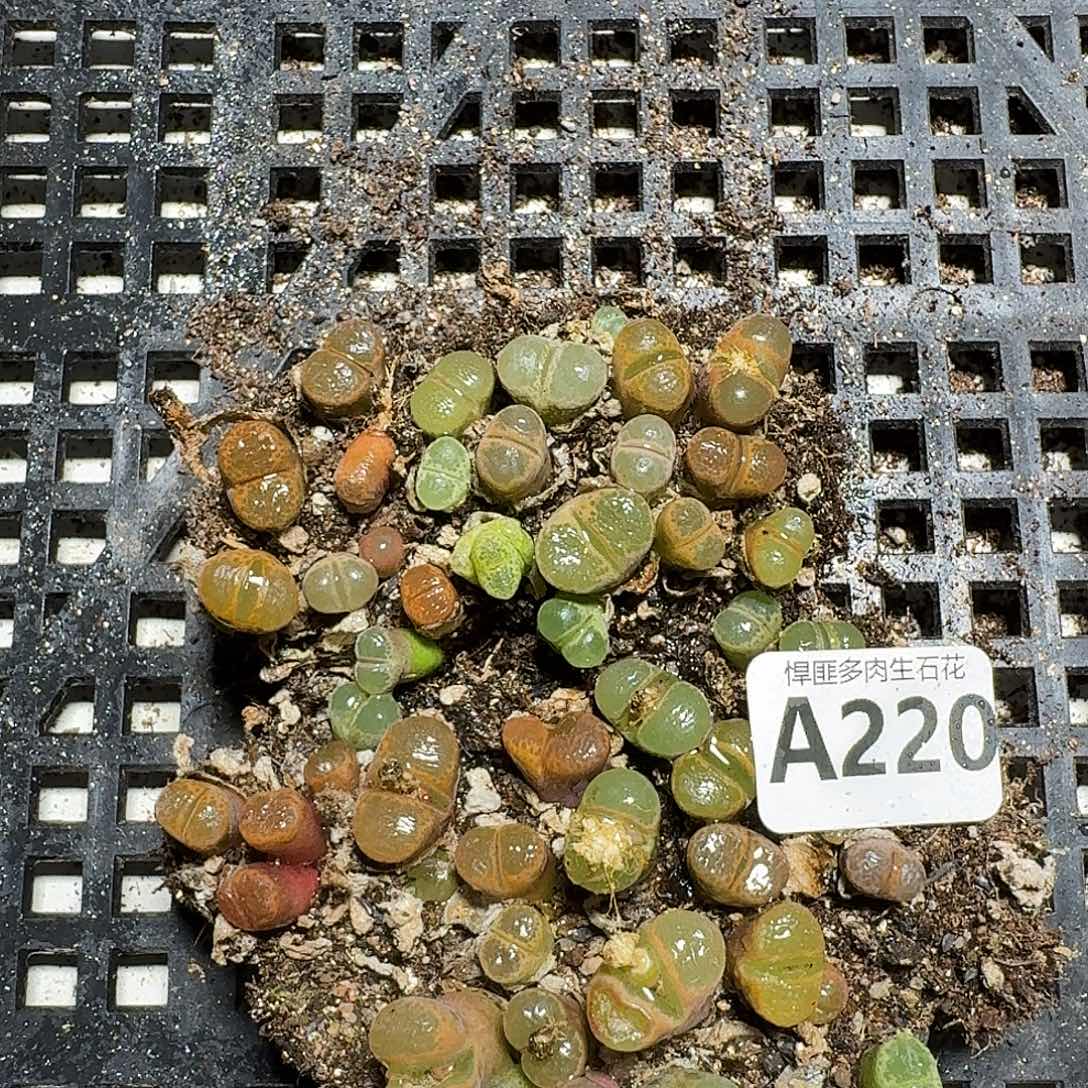 220 多肉植物多肉植物