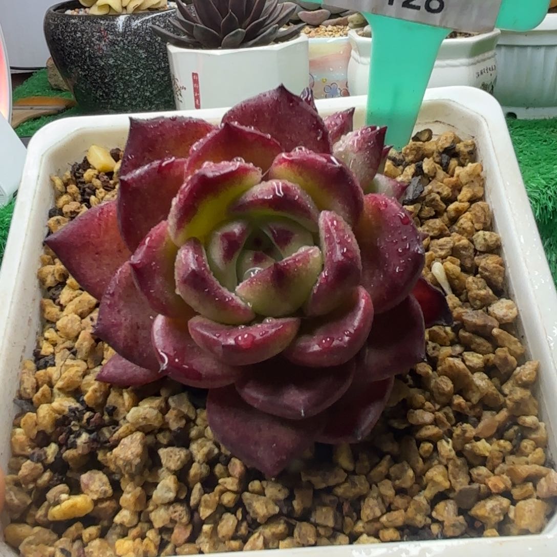 唐二姐多肉编号128