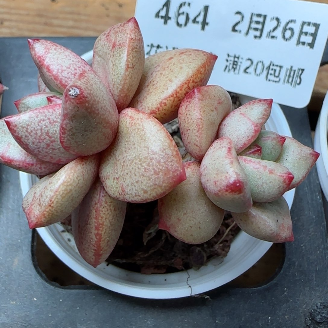 花语逸镜0226-464