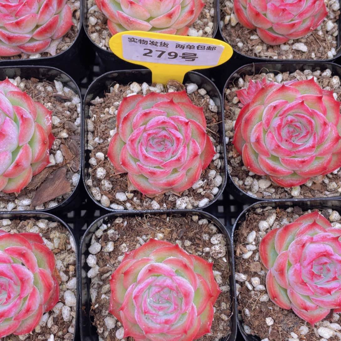 279号花朵脸粉侧影单头一个