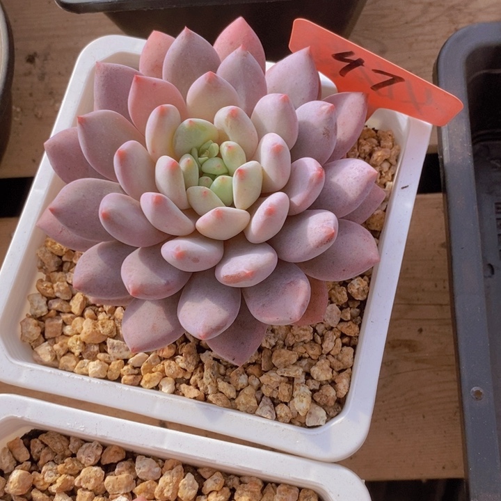 你就在家里吃好吧