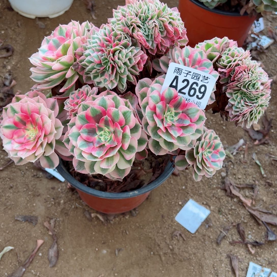 269倾城缀化尺寸22左右