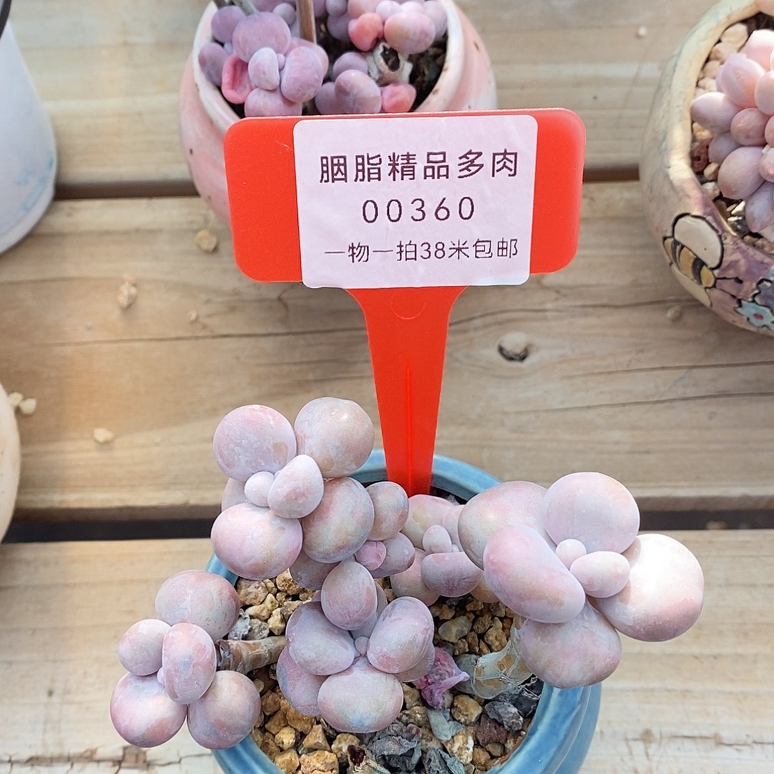 00360，凑凑咯哦哦哦