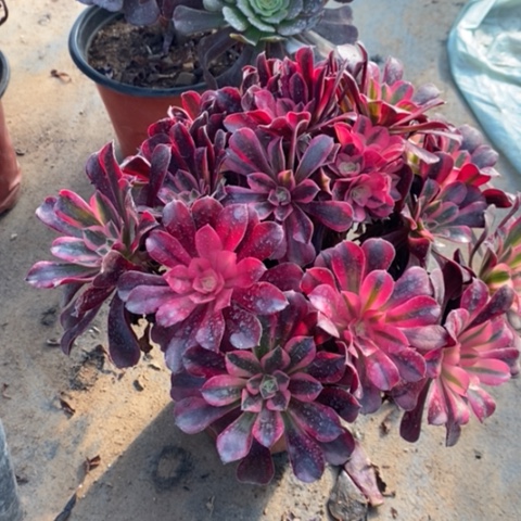 美杜莎多肉植物005