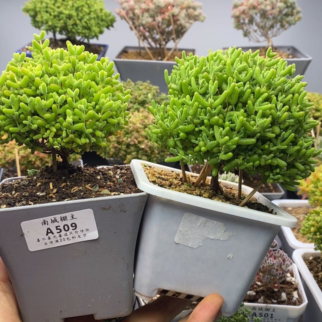 三**风509蜜橘糖球两盆