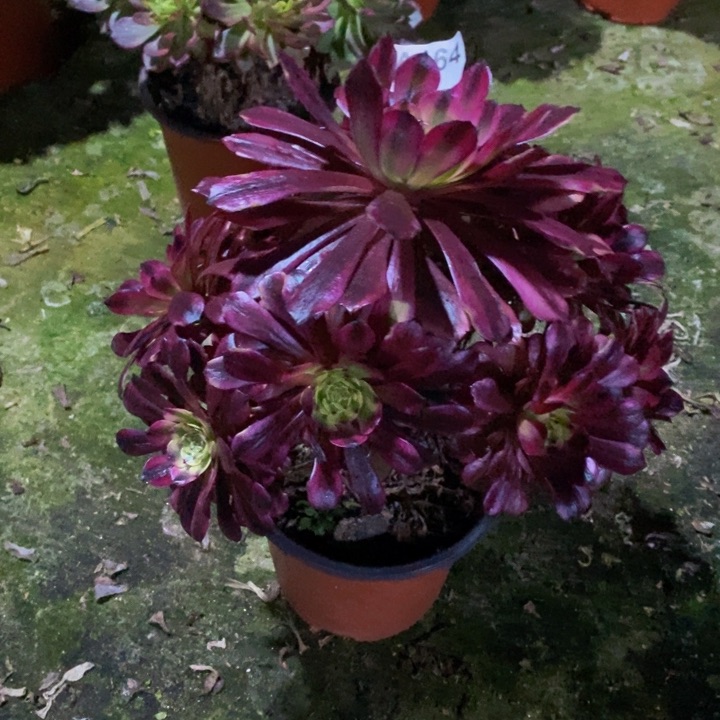 美肌多肉植物164