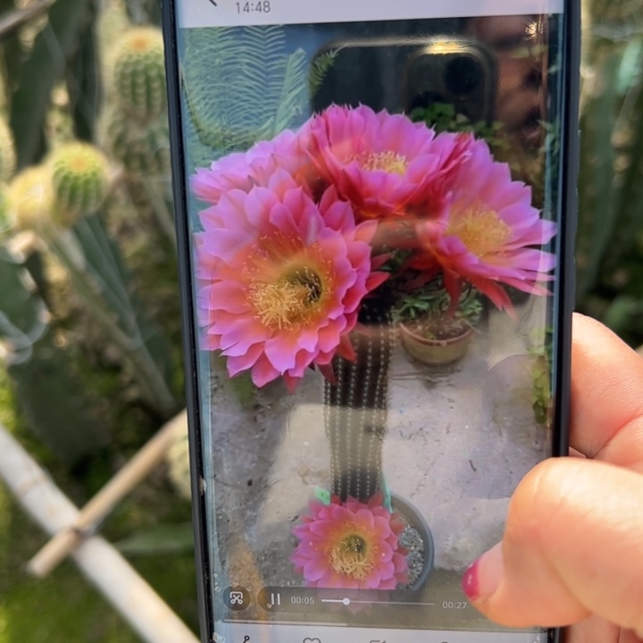 9毛飞碟歪无根侧芽5公分左右20包邮