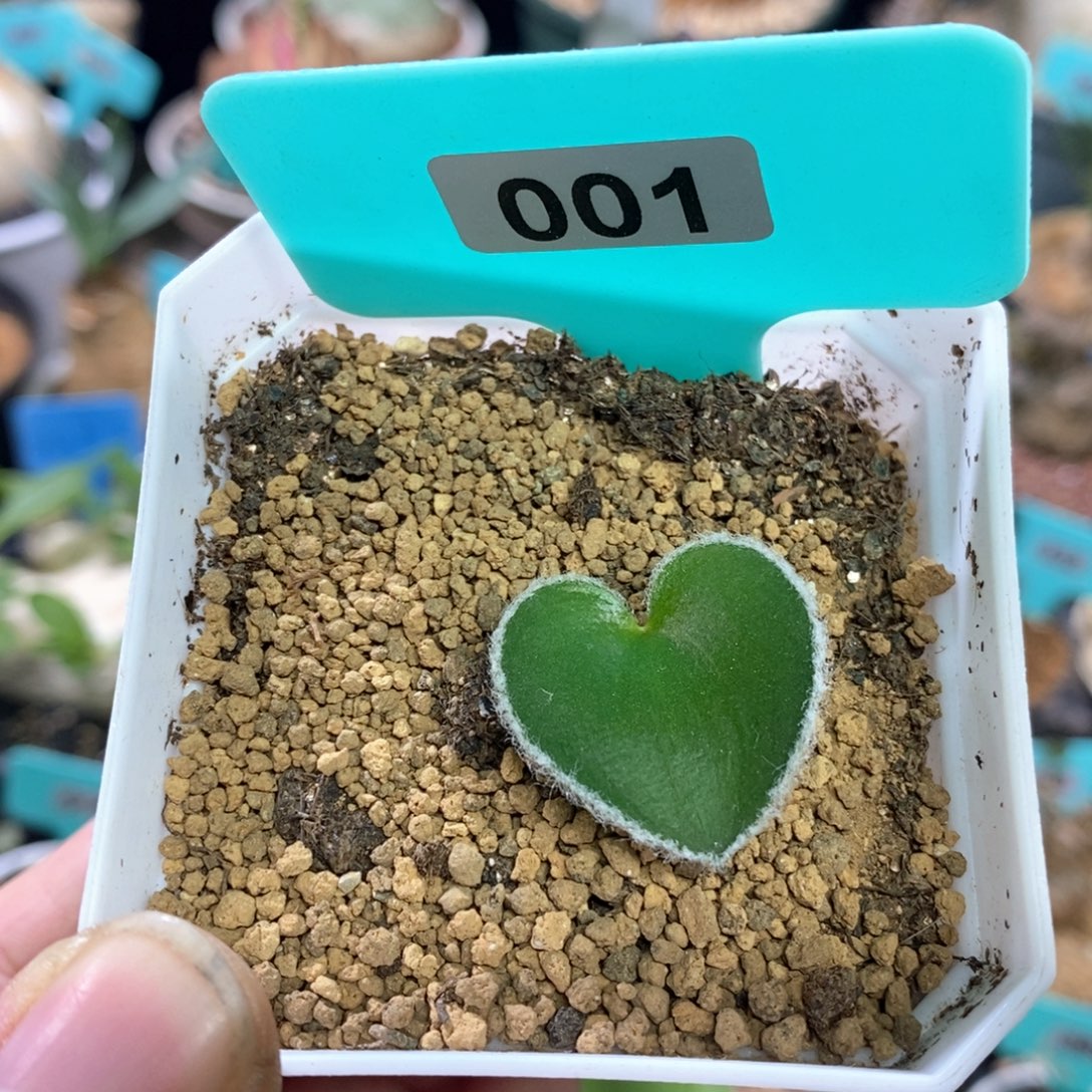 毛边爱心产地多肉植物