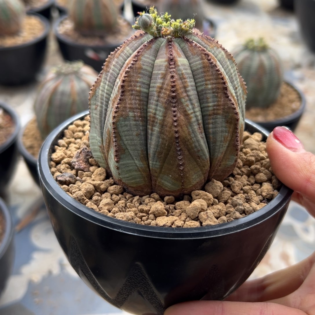 布纹球wwwwwwwwwwww