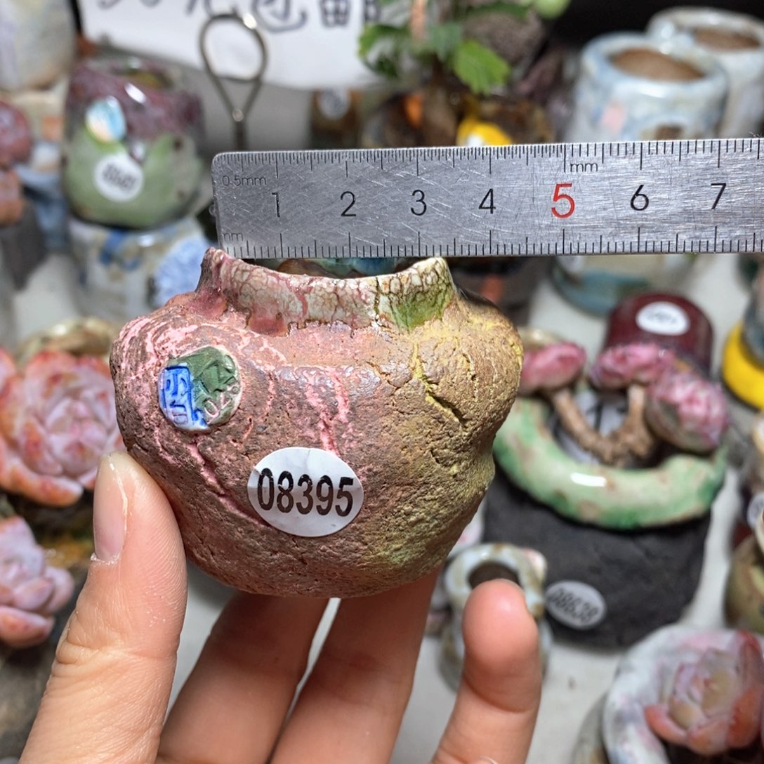 花盆拍3送一个小礼物