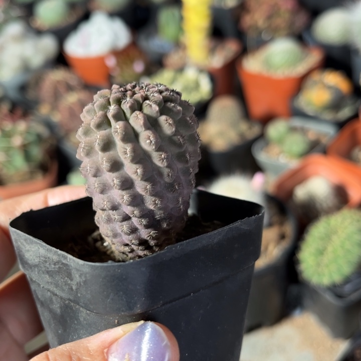 仙人球一物一拍实生