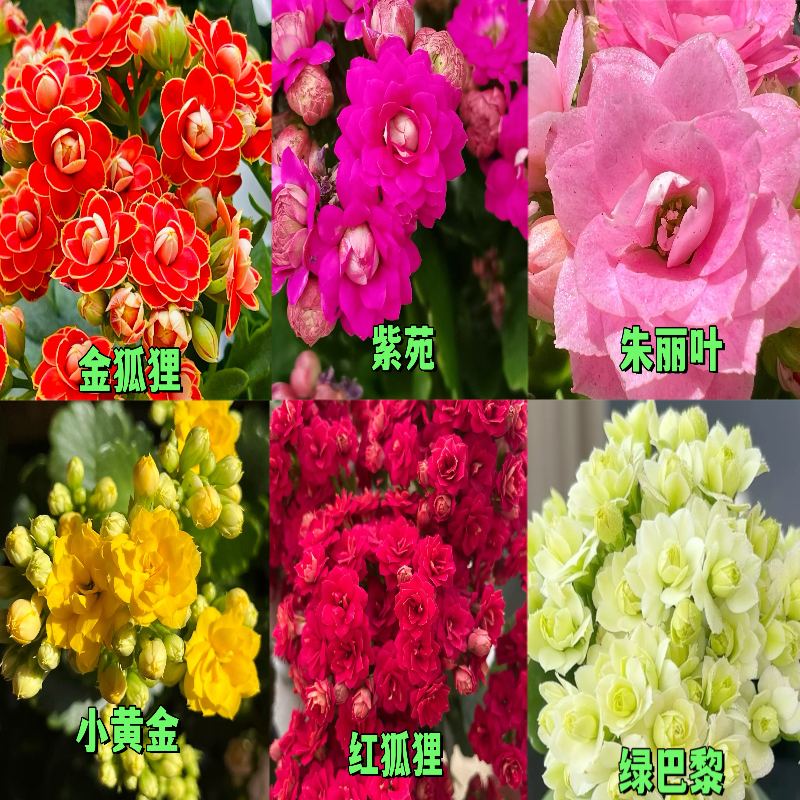 长寿小苗6颗6品种