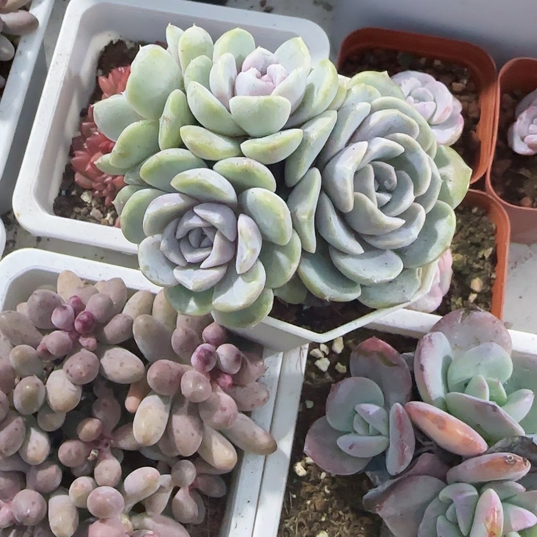 青蛙王子儿童牙膏11