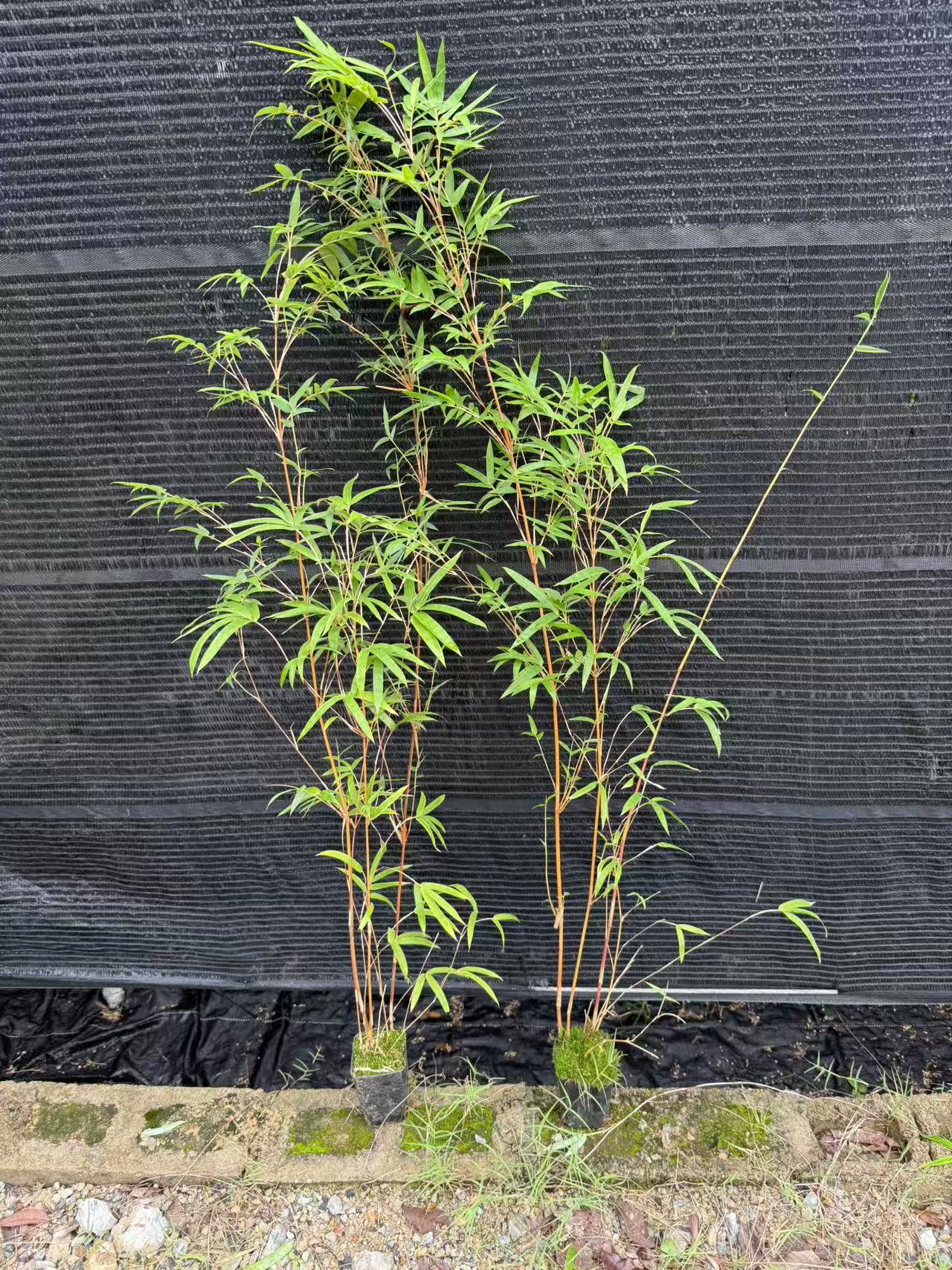 精品高矮红观音竹室内观赏绿植