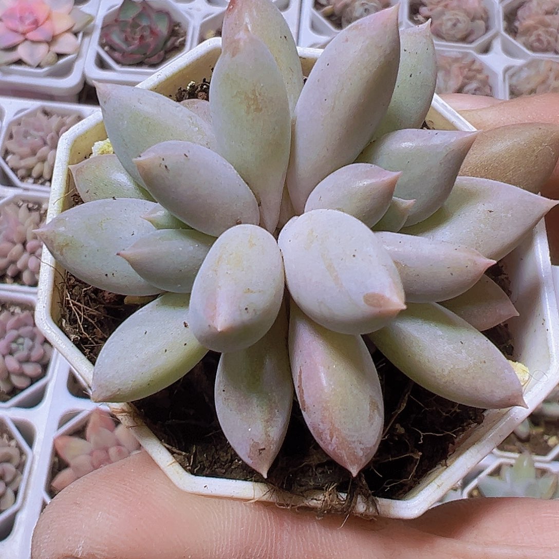 哥特19包邮也哦肉植物
