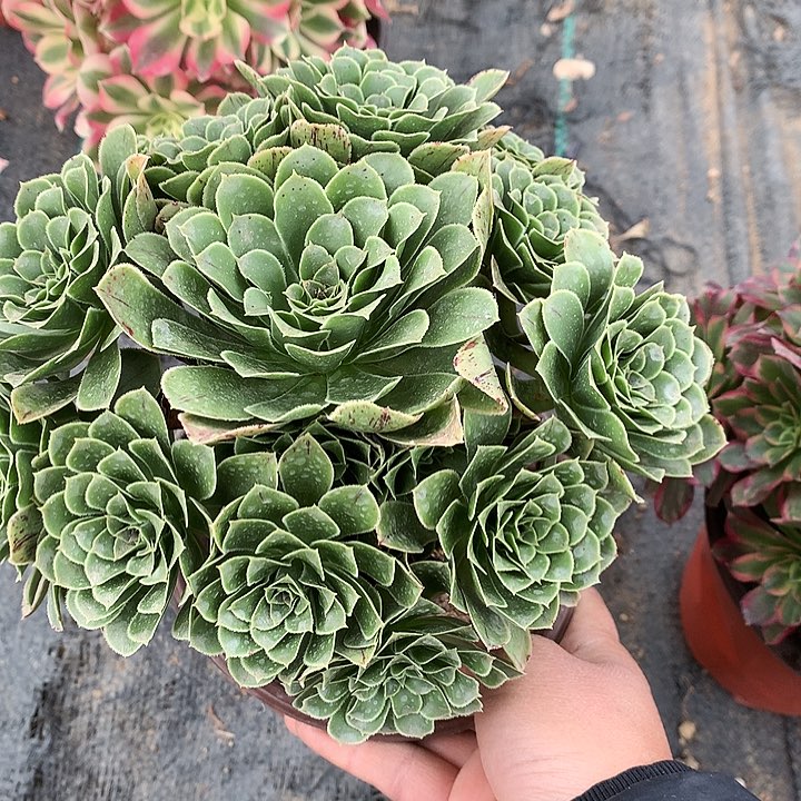 539翡翠玫瑰多肉植物