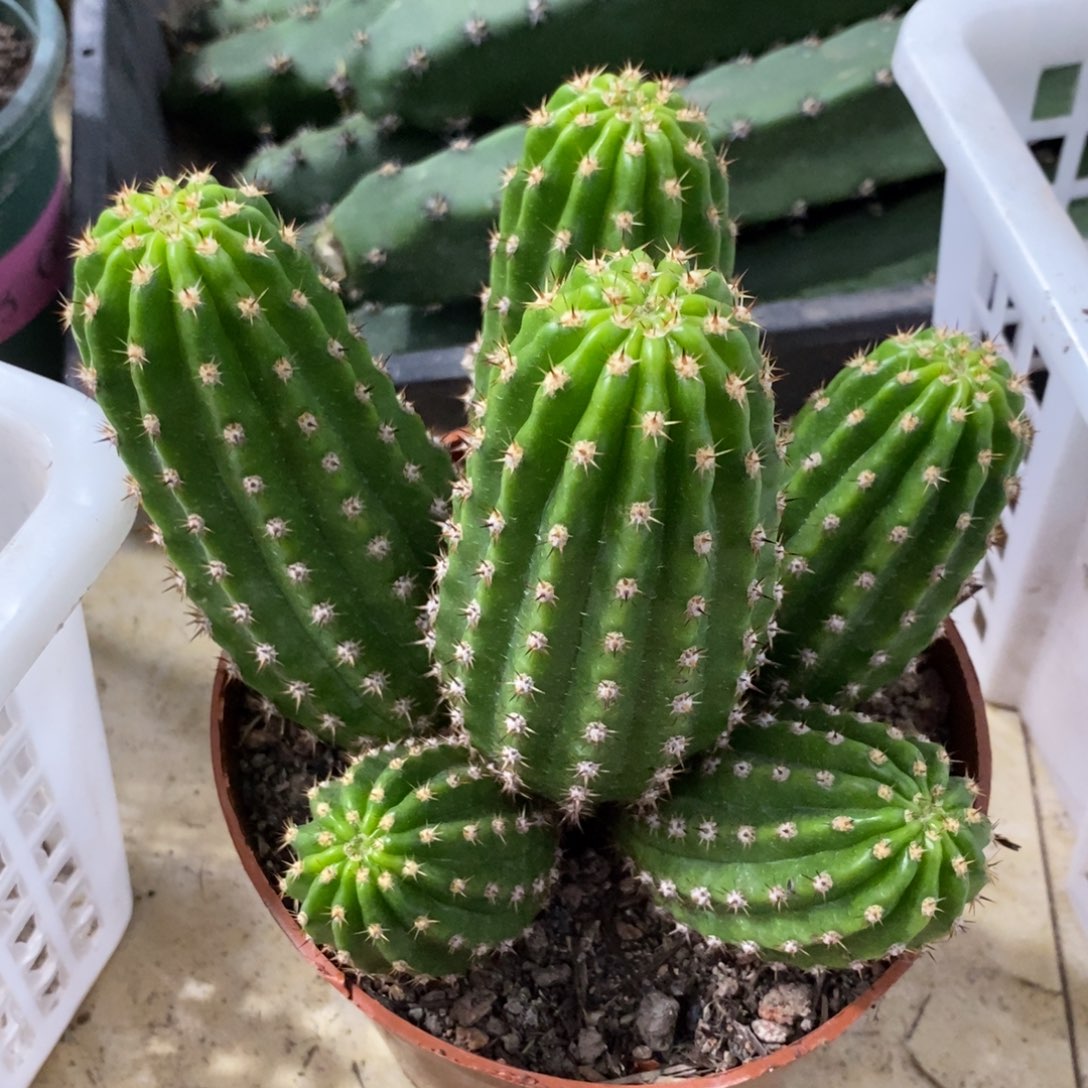 群生光阴毛花柱一物一拍984