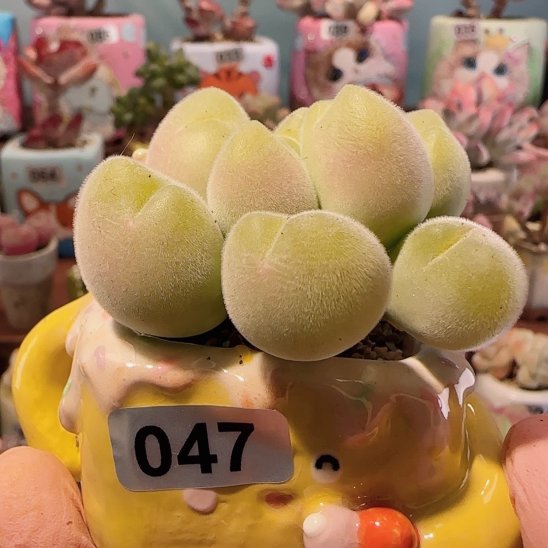 造型毛翠 盆口3.5cm