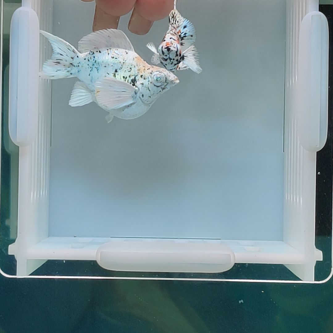 孔雀鱼五色牛燕尾