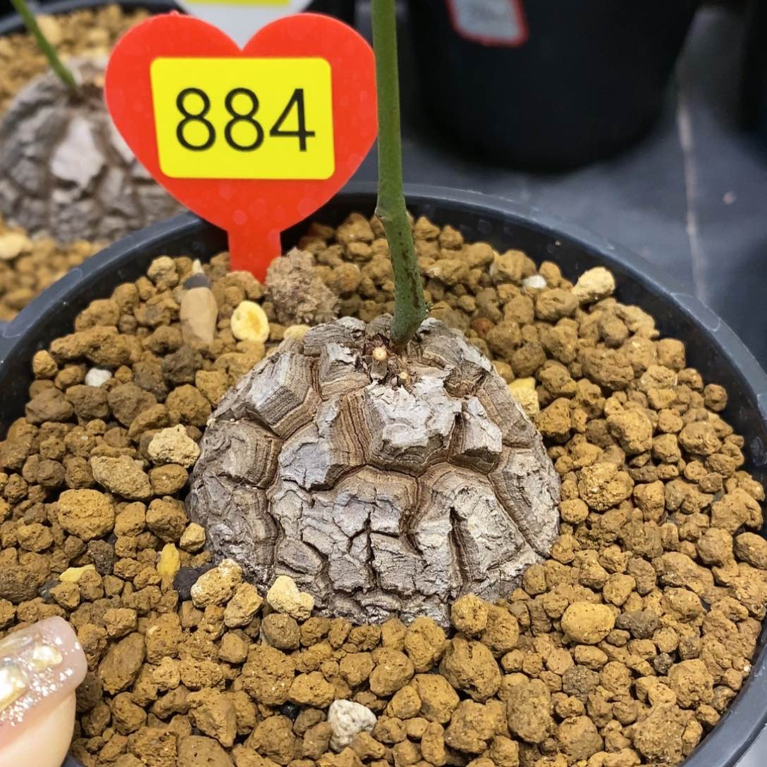 5.1cm南非龟甲龙龟甲龙