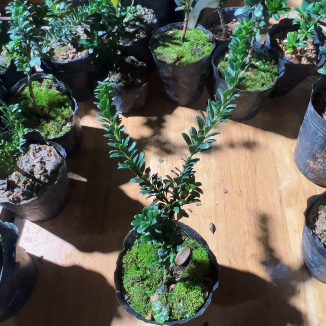 呜***咔完全开放珍珠罗汉松盆景素材