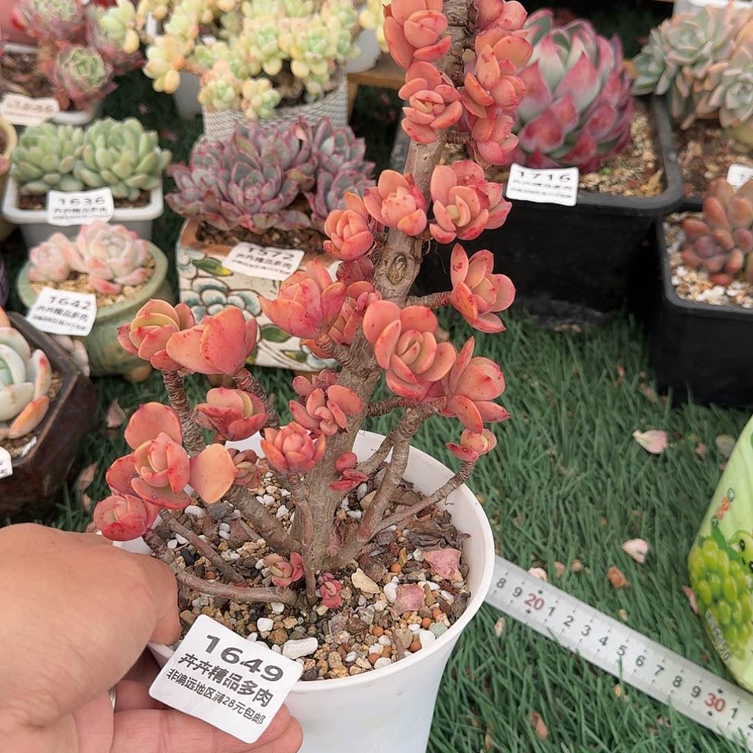1649 卉卉精品多肉 非偏远地区湾28元包邮