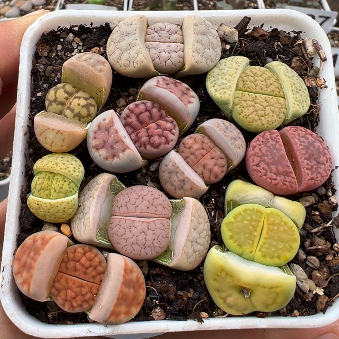 1.14好看的多肉867