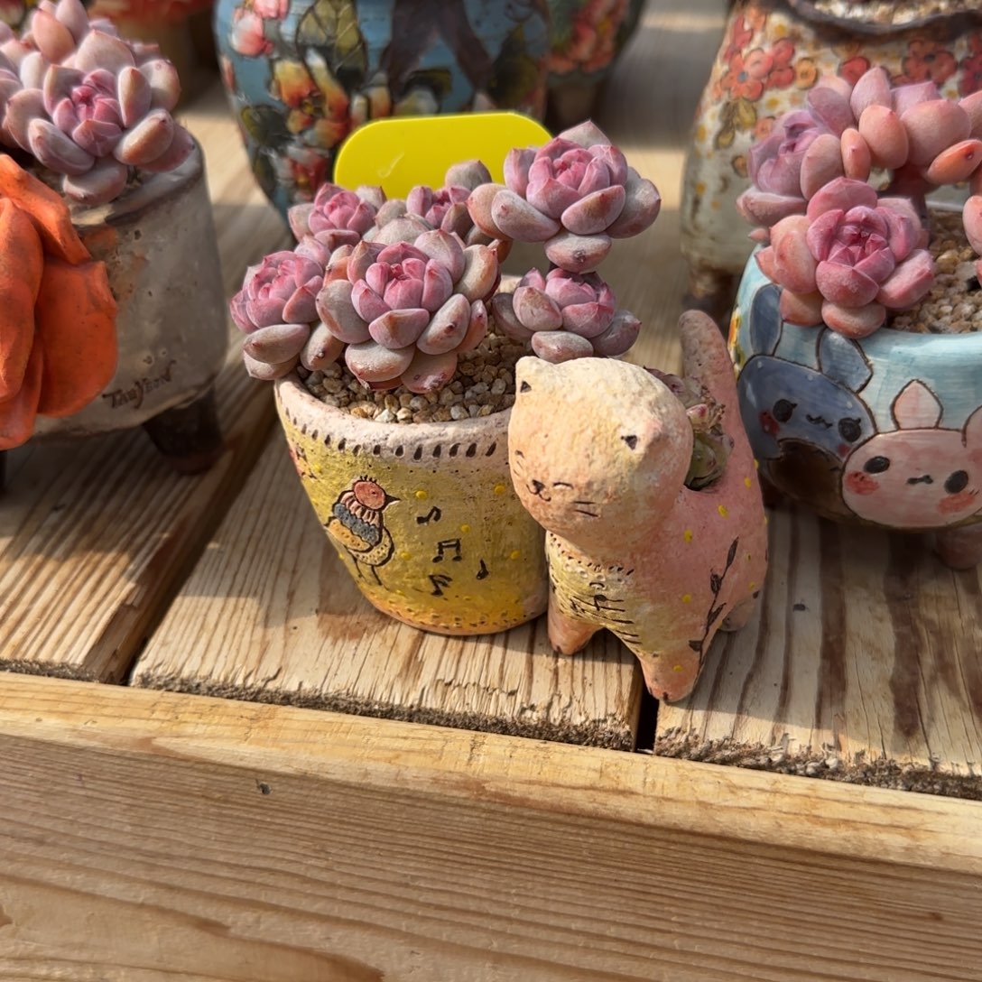 玛***调钰突尼斯带盆发货