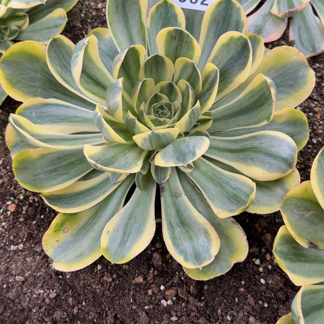 岚*?662香炉盘锦。多肉植物