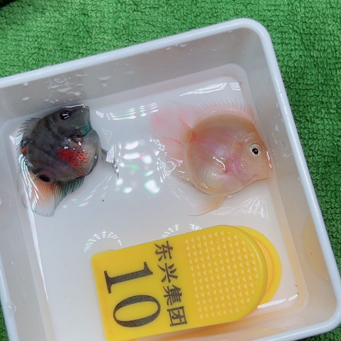 鹦鹉鱼摩卡色一对