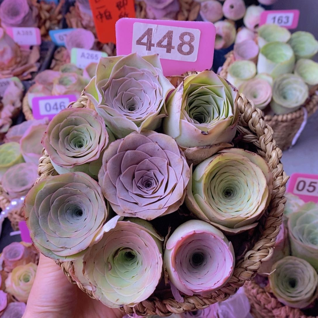 山地玫瑰一物一拍448