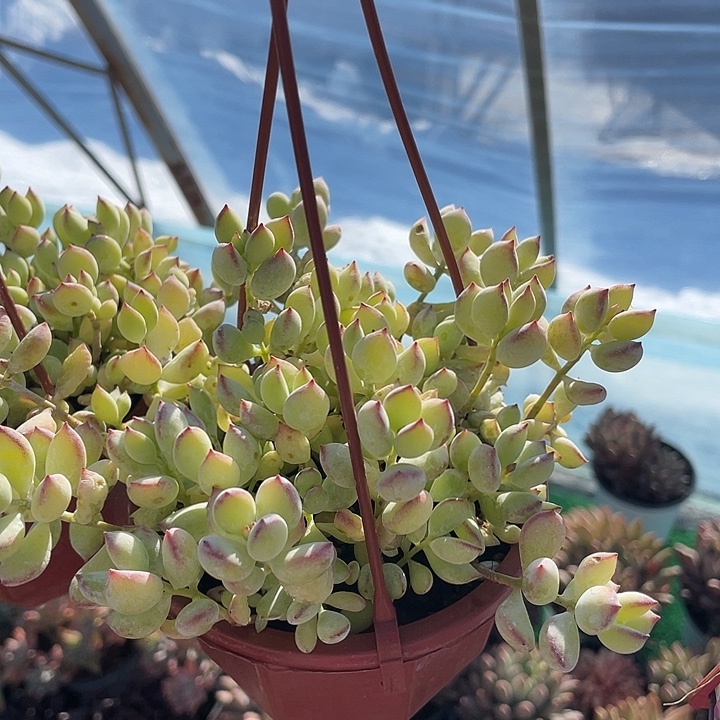 吊兰达摩福娘带盆发货