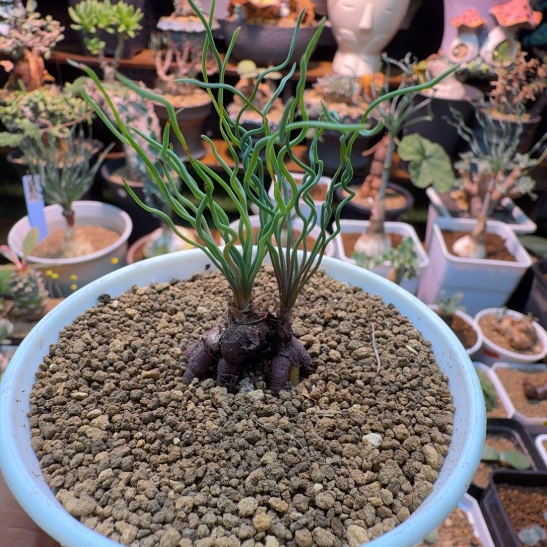 大方便面弹簧草347 仙人掌