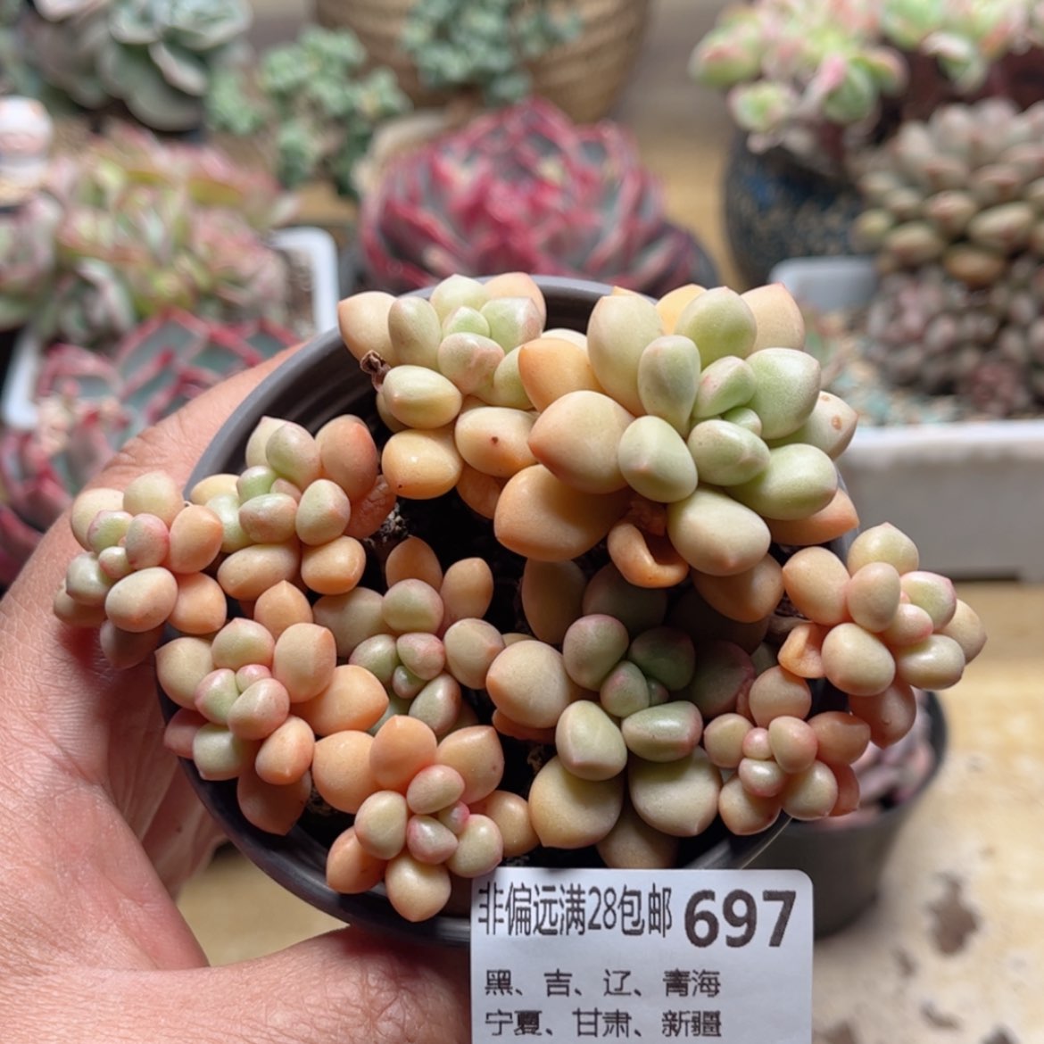 【闪购商品】697糖豆