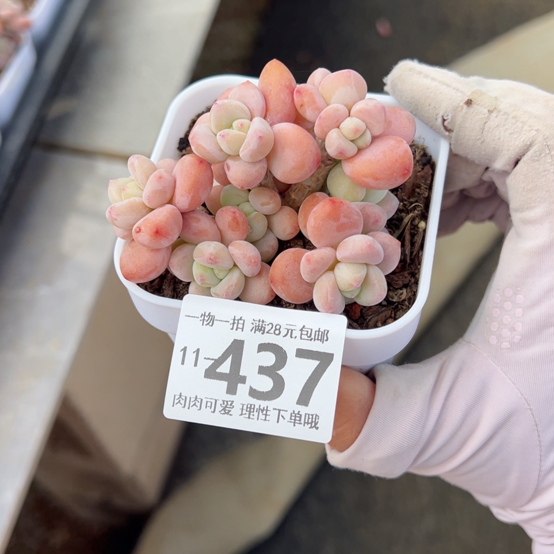 红洛神多肉多肉多肉多肉