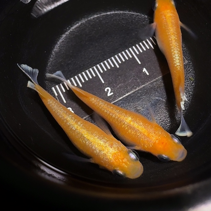 青鳉鱼一物一拍297